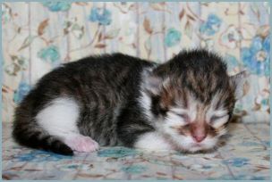 Female Siberian Kitten from Deedlebug Siberians